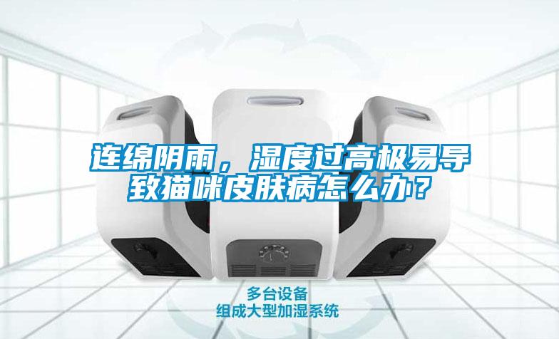 連綿陰雨，濕度過高極易導(dǎo)致貓咪皮膚病怎么辦？