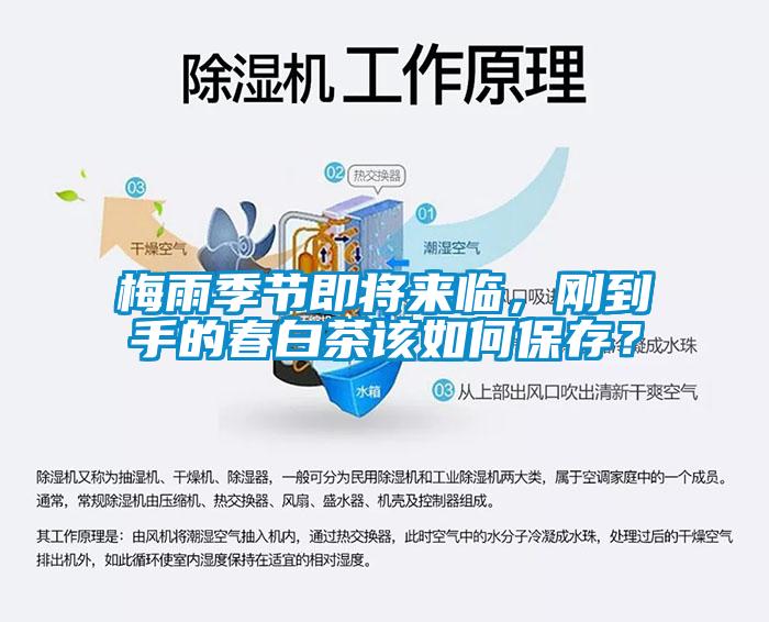 梅雨季節(jié)即將來(lái)臨，剛到手的春白茶該如何保存？